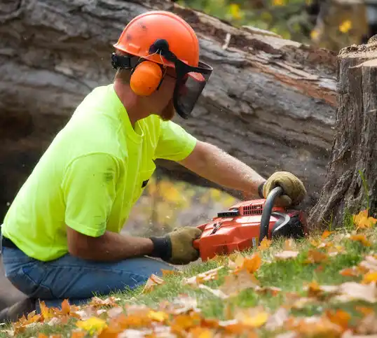 tree services Lanesboro